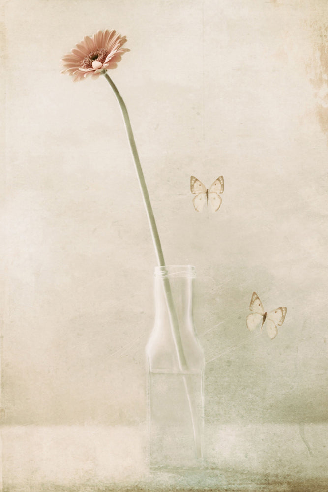 photo-wallpaper-miss-daisy