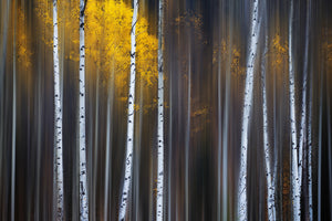 photo-wallpaper-curtain-of-fall