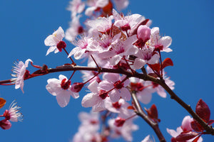 photo-wallpaper-the-almond-blossom