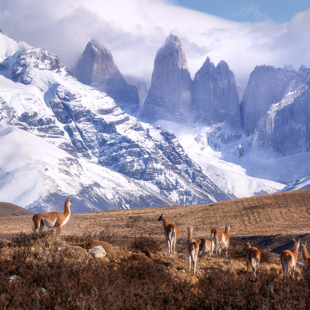 photo-wallpaper-guanakos-in-patagonia-x