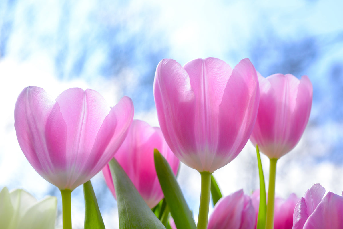 photo-wallpaper-tulips-in-nature