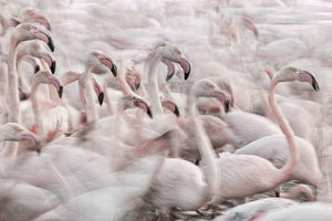 photo-wallpaper-in-the-pink-transhumance-x