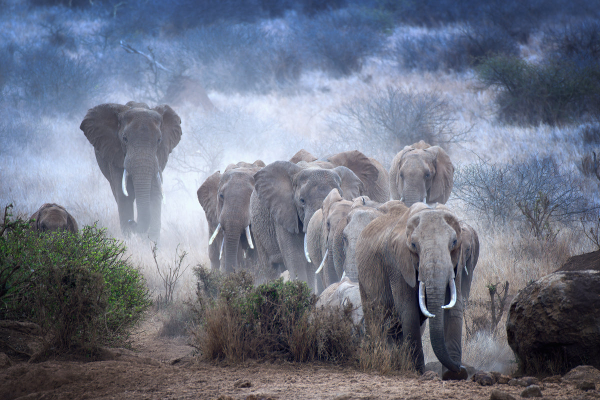 photo-wallpaper-elephants-of-amboseli-x