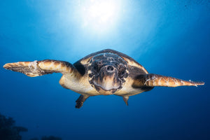 photo-wallpaper-face-to-face-with-a-hawksbill-sea-turtle