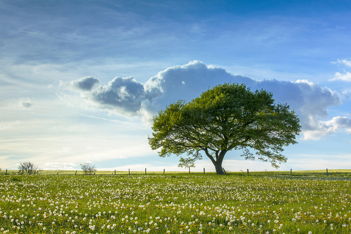 photo-wallpaper-spring-tree