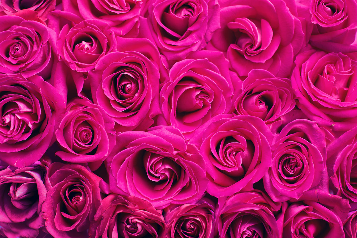 photo-wallpaper-rose-petals-in-pink