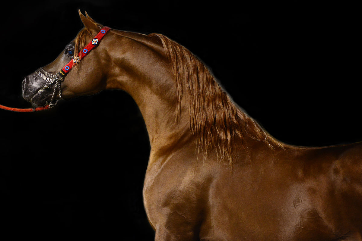 photo-wallpaper-proud-horse