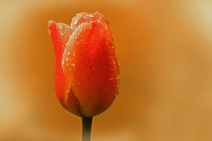 photo-wallpaper-a-tulip-in-the-morning-dew