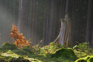 photo-wallpaper-the-magic-in-the-forest