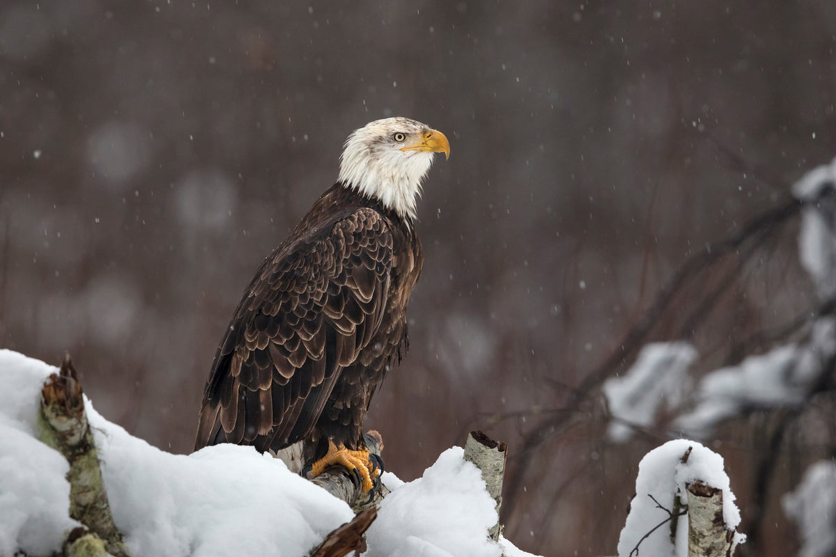 photo-wallpaper-proud-but-cold-x