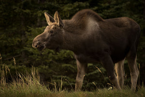 photo-wallpaper-young-moose-on-the-loose