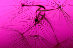 photo-wallpaper-dandelion-in-pink