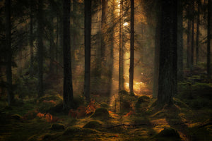 photo-wallpaper-the-light-in-the-forest-x