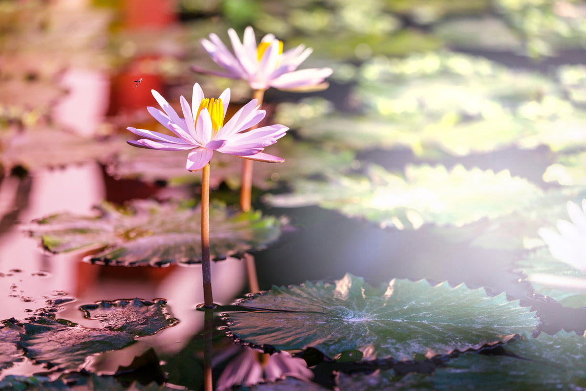 photo-wallpaper-lilies-in-pond