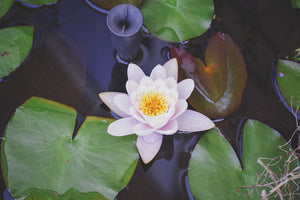 photo-wallpaper-the-lily-pad-in-white