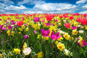 photo-wallpaper-the-spring-awakening