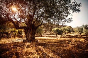 photo-wallpaper-olive-grove