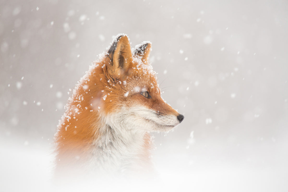 photo-wallpaper-snow-is-fallingab-x