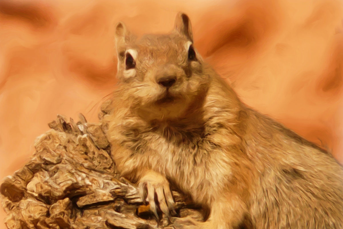 photo-wallpaper-sweet-squirrel