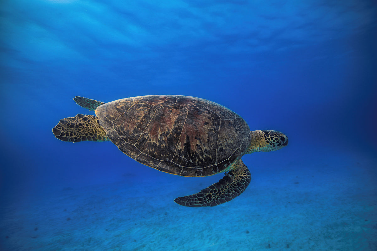 photo-wallpaper-green-turtle-in-the-blue