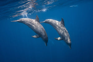 photo-wallpaper-two-bottlenose-dolphins