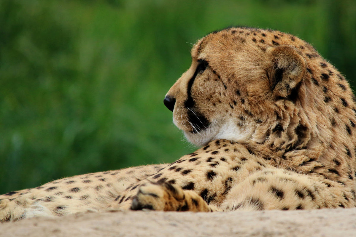 photo-wallpaper-xl-cheetah