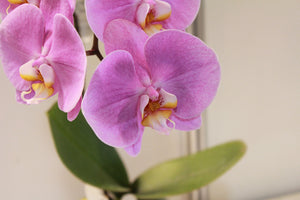 photo-wallpaper-orchids-with-purple-flowers-in-xl