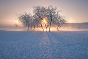 photo-wallpaper-swan-lake