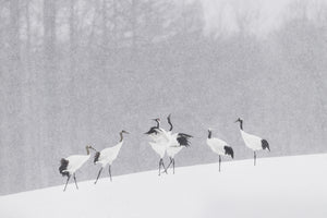 photo-wallpaper-japanese-cranes-x