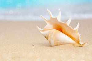 photo-wallpaper-the-shell-on-the-beach