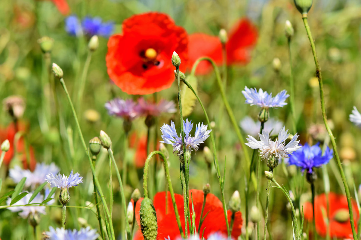 photo-wallpaper-the-wild-poppy-xl