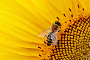 photo-wallpaper-bee-on-the-sunflower