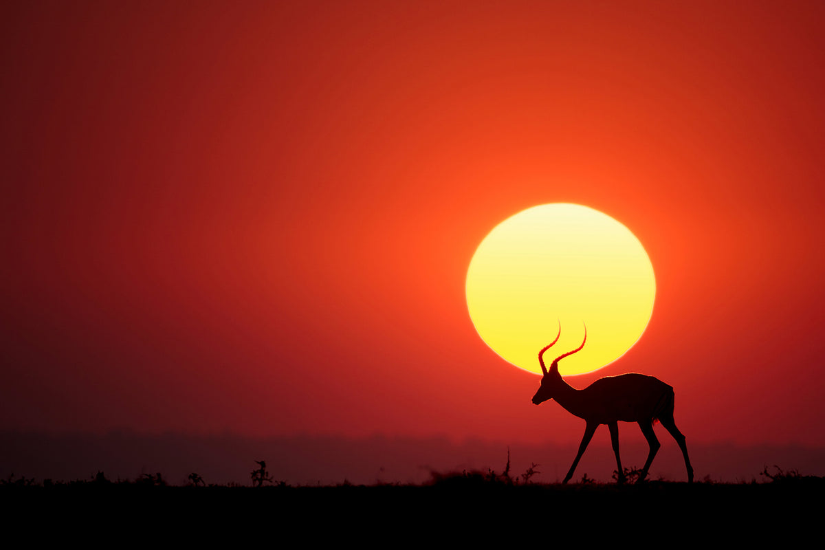 photo-wallpaper-an-african-sunset-x