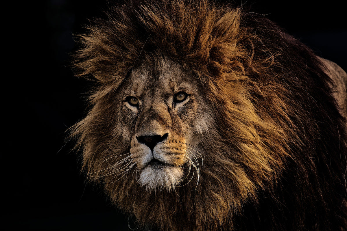 photo-wallpaper-portrait-of-a-lion