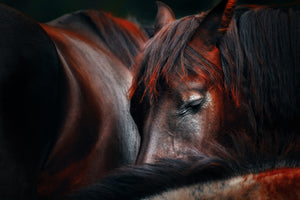 photo-wallpaper-sleep-huddle