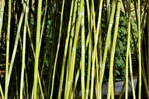 photo-wallpaper-fresh-bamboo