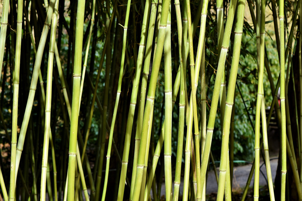 photo-wallpaper-fresh-bamboo