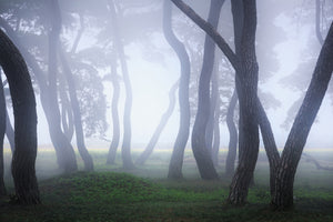 photo-wallpaper-into-the-mist-xcg