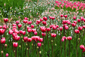 photo-wallpaper-wild-tulip-field