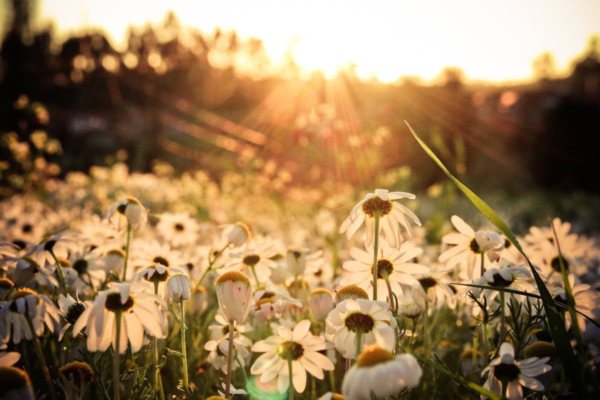 photo-wallpaper-daisies-at-sunset