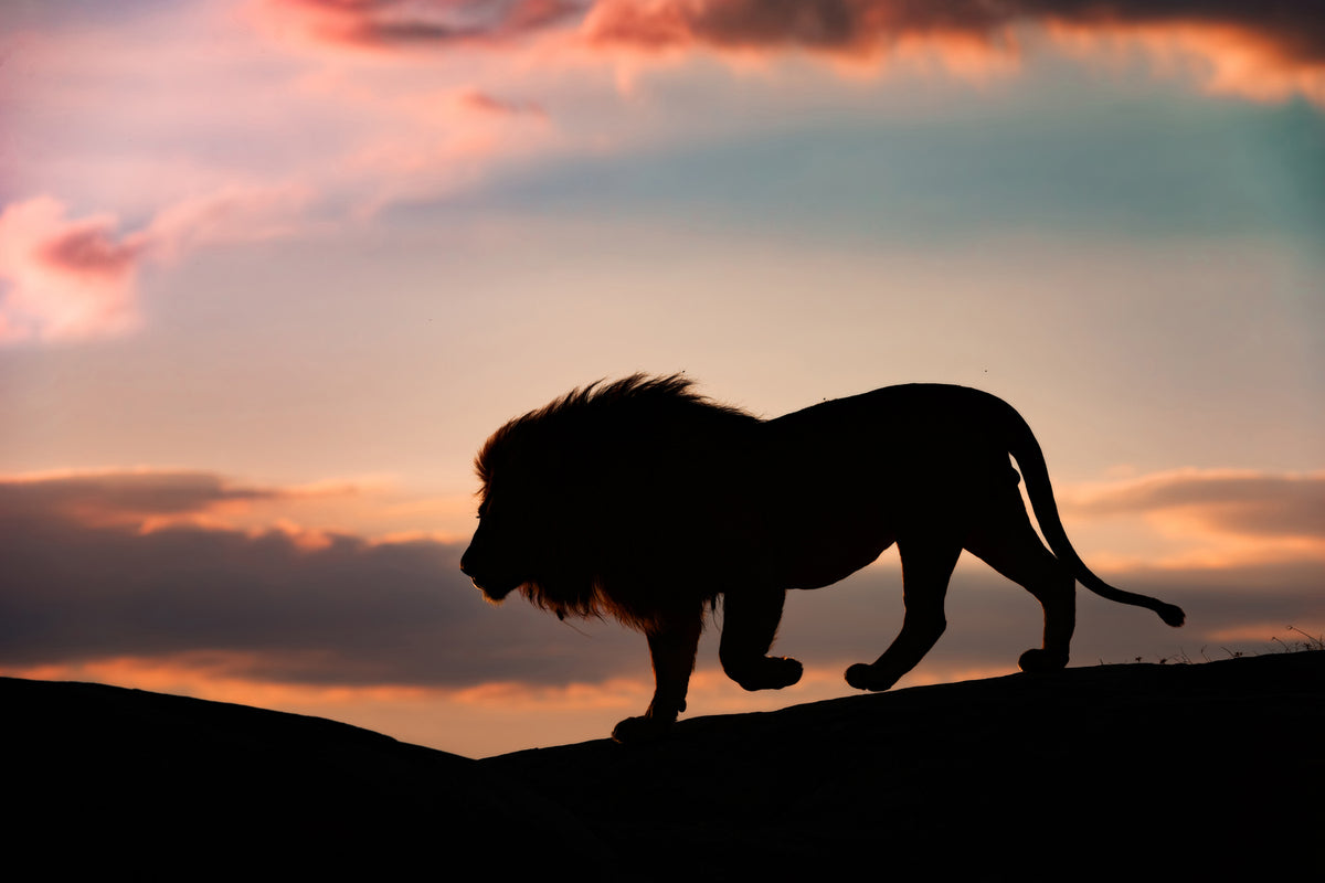 photo-wallpaper-sunset-in-the-serengeti-x