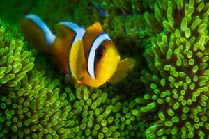 photo-wallpaper-yellow-clownfish-on-green-anemon