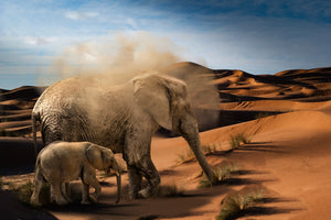 photo-wallpaper-elephants-in-the-desert