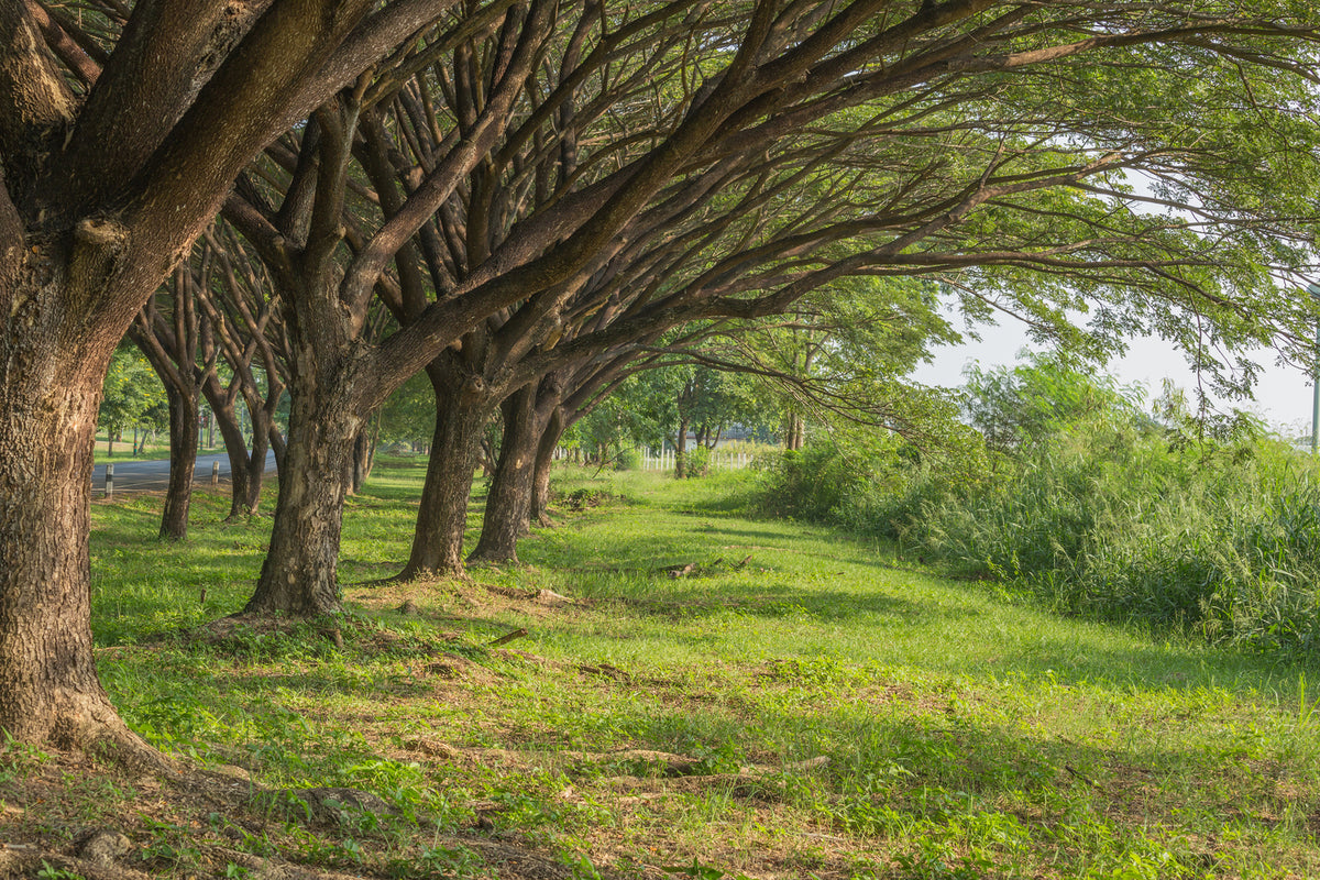 photo-wallpaper-mature-trees