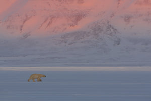 photo-wallpaper-polar-bear-x