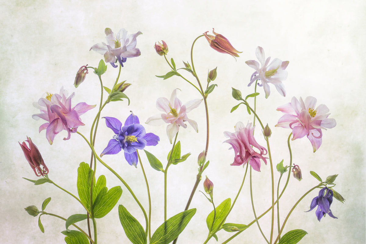 photo-wallpaper-columbine