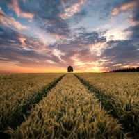 photo-wallpaper-field-of-dreams-x