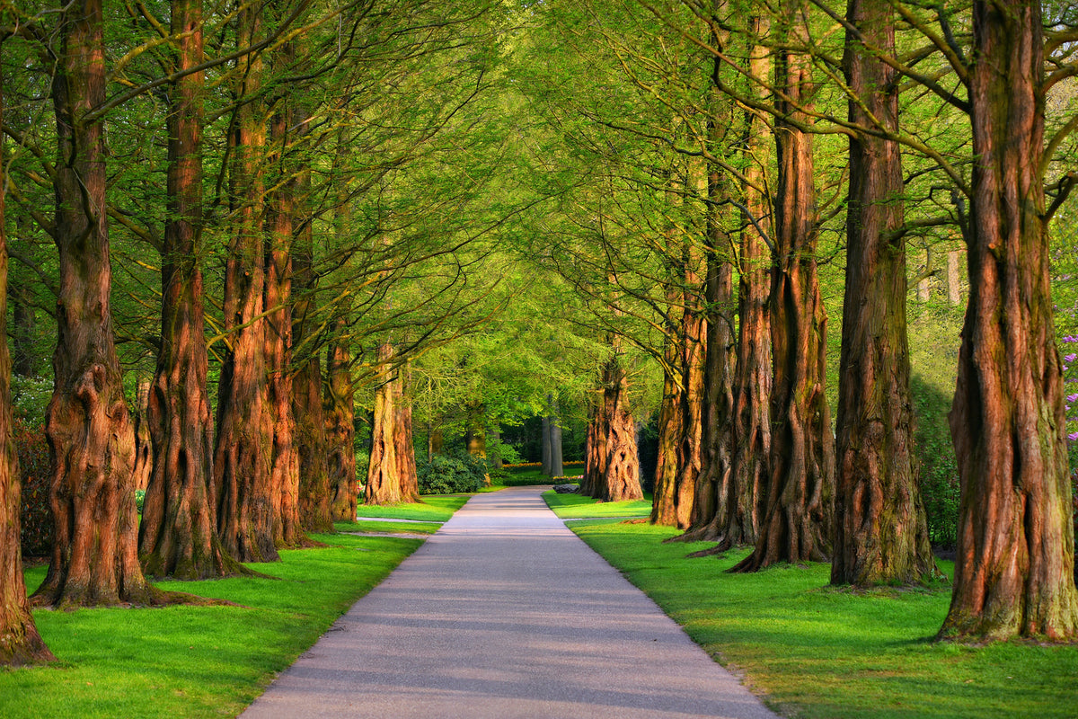 photo-wallpaper-beautiful-avenue-in-nature