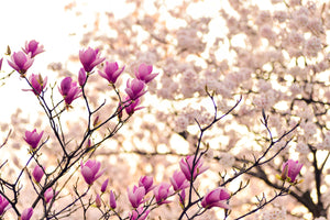 photo-wallpaper-beautiful-magnolia-xl