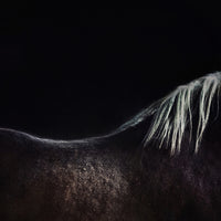 photo-wallpaper-the-naked-horse